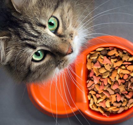 4 Keunggulan Memilih Produk Makanan Kucing dari Proplan